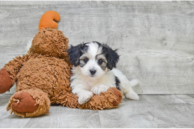 Energetic Yorkie Designer Puppy