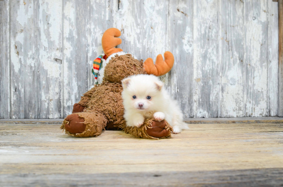 Small Pomeranian Purebred Pup