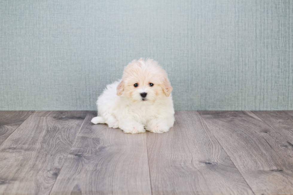 Akc Registered Havanese Purebred Pup