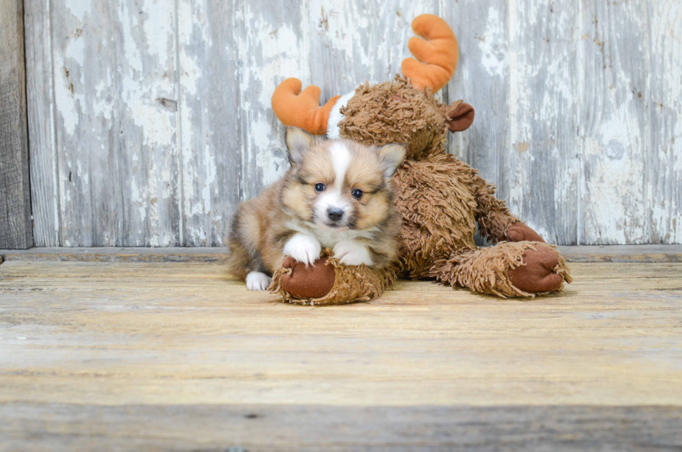 Playful Pomeranian Baby