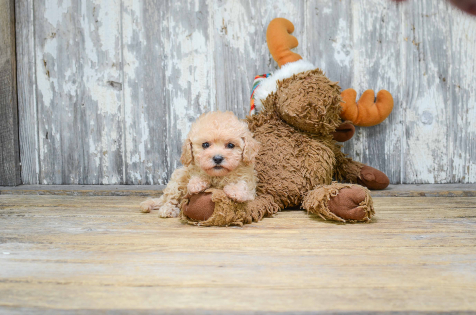 Funny Cavapoo Poodle Mix Pup