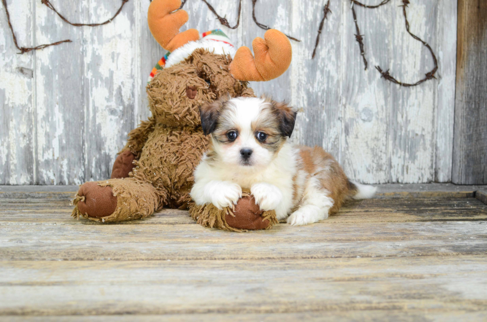 Friendly Teddy Bear Baby