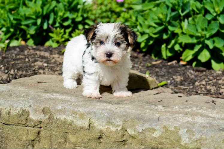 Morkie Puppy for Adoption