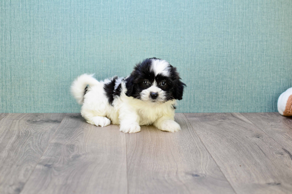 Best Teddy Bear Baby