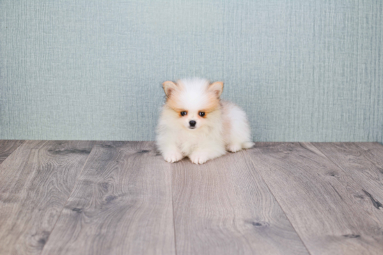 Smart Pomeranian Purebred Puppy