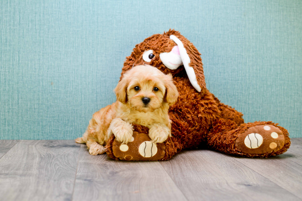 Friendly Cavapoo Baby