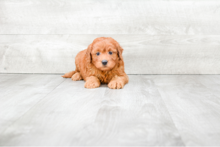 Friendly Mini Goldendoodle Baby