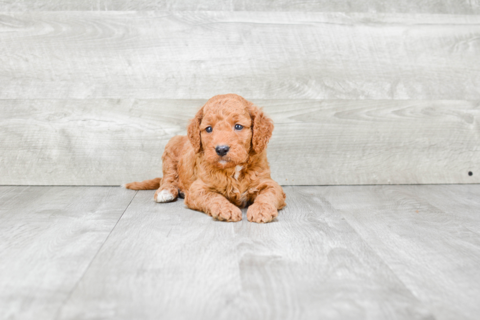 Little Golden Retriever Poodle Mix Puppy