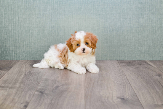 Best Cavapoo Baby