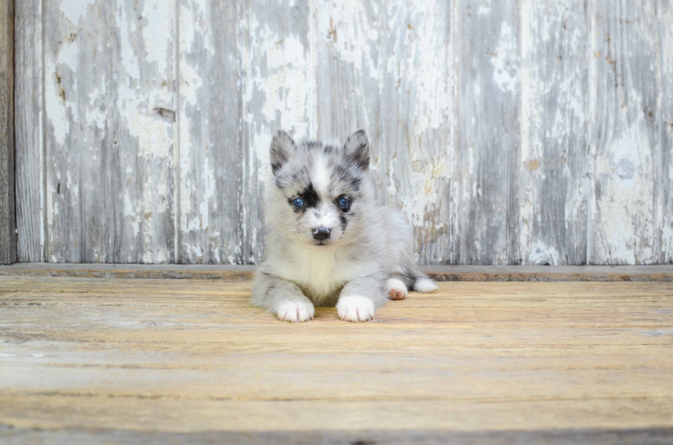 Adorable Mini Husky Designer Puppy