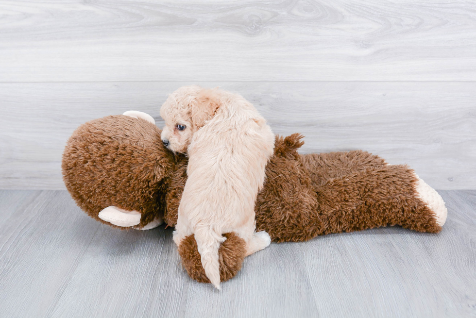 Maltipoo Puppy for Adoption