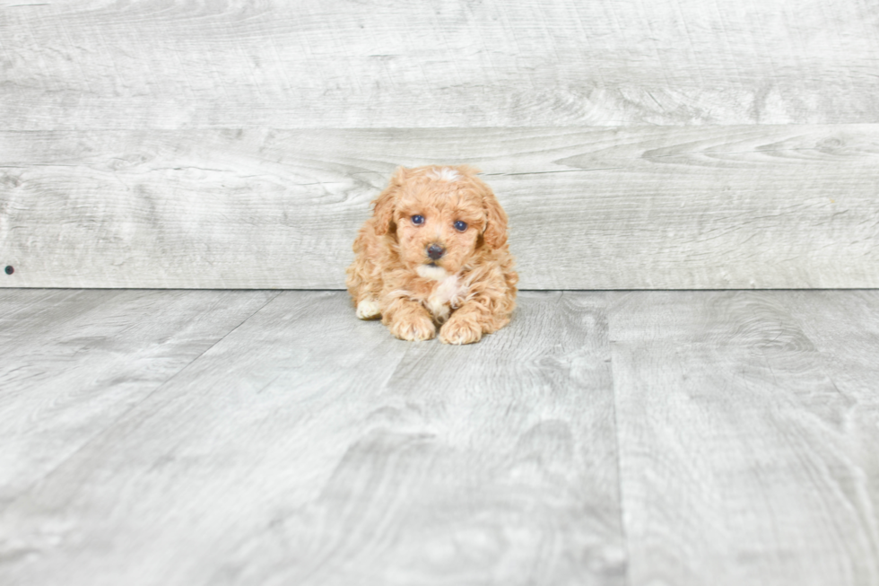 Best Maltipoo Baby