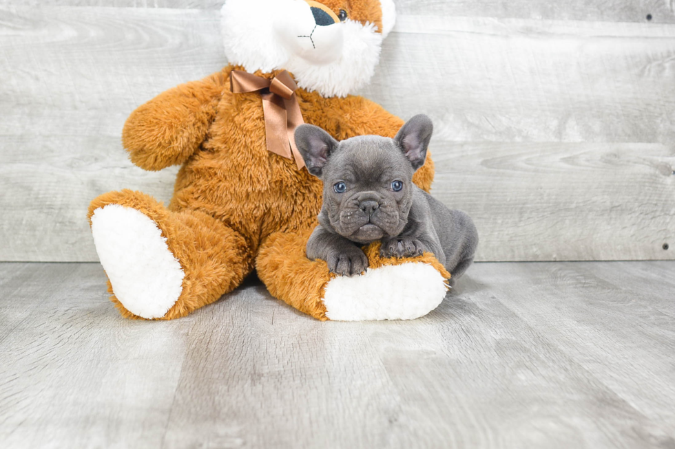 French Bulldog Pup Being Cute