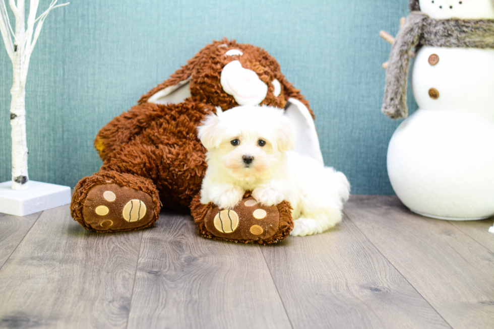 Maltese Pup Being Cute