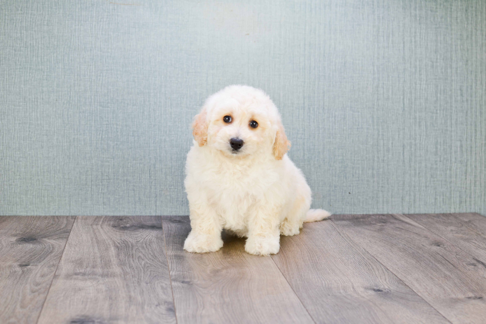 Friendly Mini Goldendoodle Baby