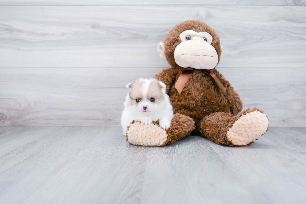 Funny Pomeranian Purebred Pup