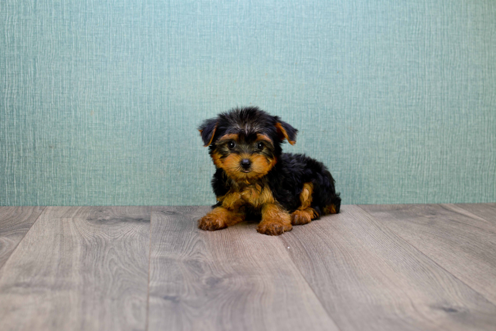 Meet Bella - our Yorkshire Terrier Puppy Photo 