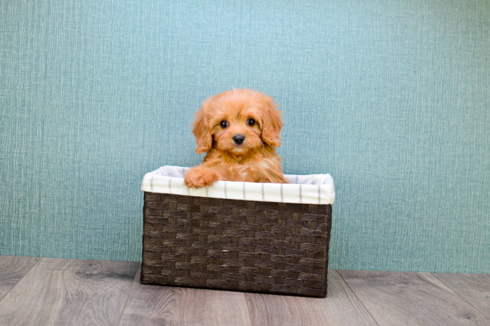 Hypoallergenic Cavoodle Poodle Mix Puppy