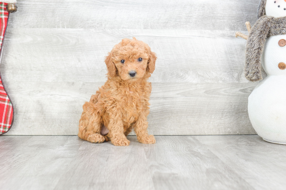 Playful Golden Retriever Poodle Mix Puppy