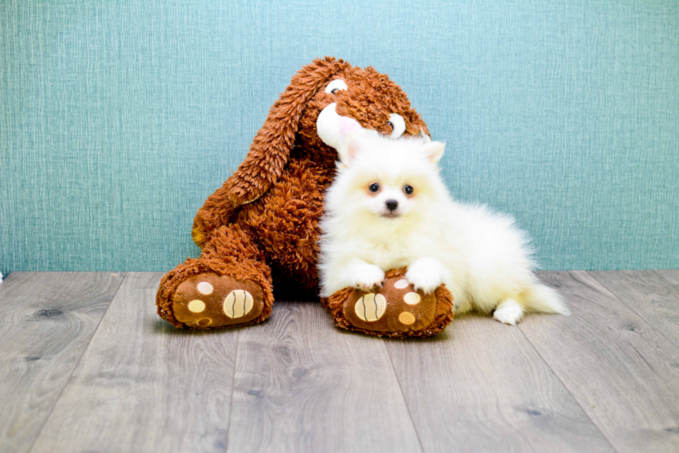 Smart Pomeranian Purebred Puppy