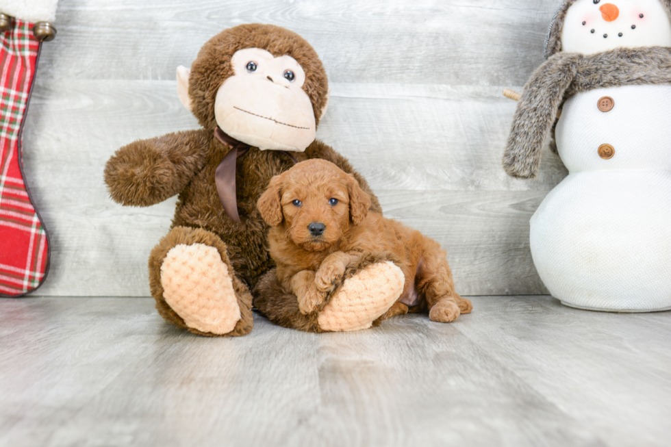 Best Mini Goldendoodle Baby