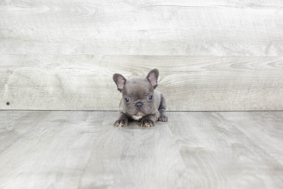 French Bulldog Puppy for Adoption