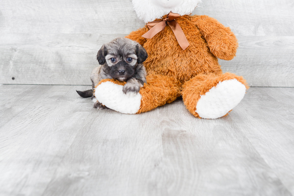 Havanese Puppy for Adoption