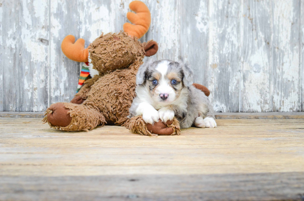 Best Mini Aussiedoodle Baby