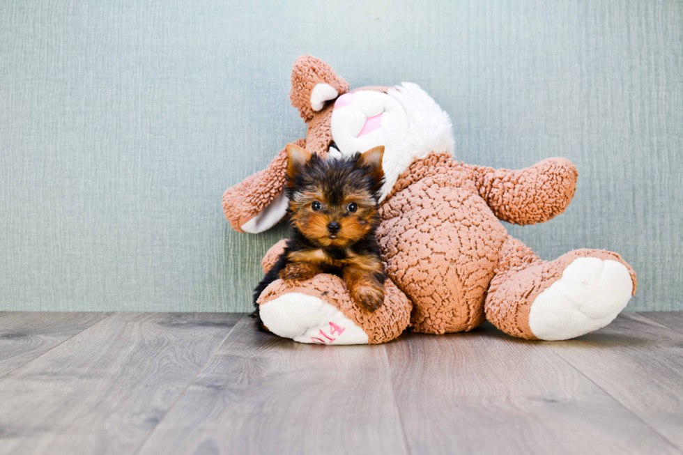 Meet Heidi - our Yorkshire Terrier Puppy Photo 