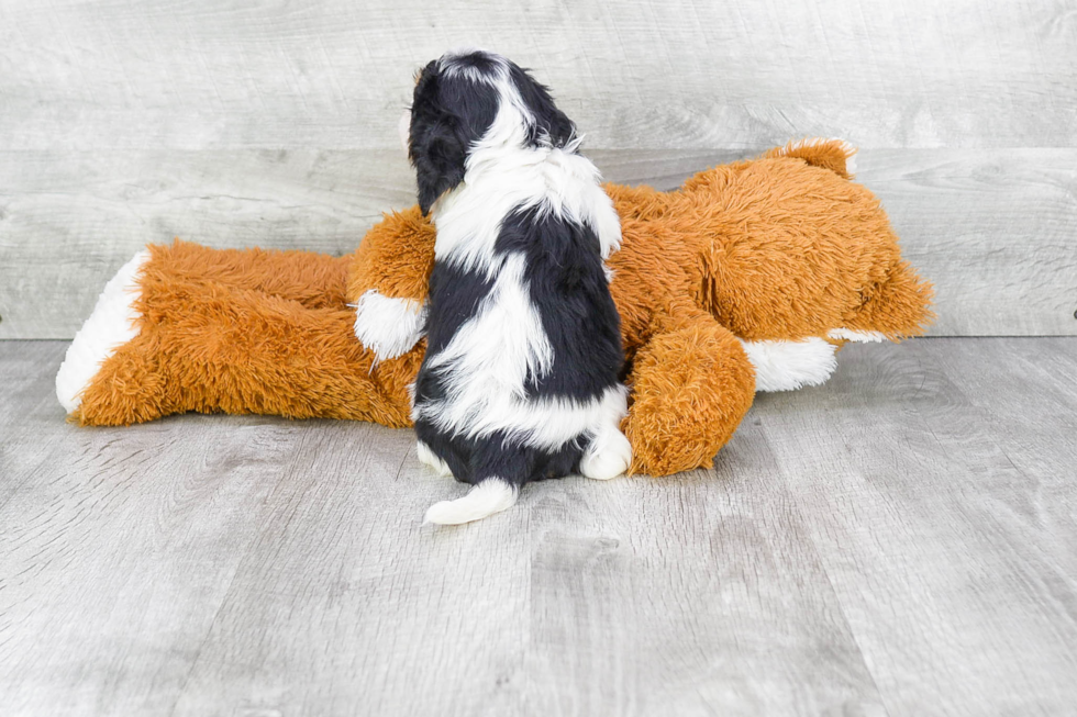 Adorable Cavalier King Charles Spaniel Purebred Puppy