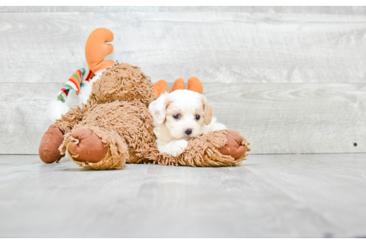 Best Cavachon Baby