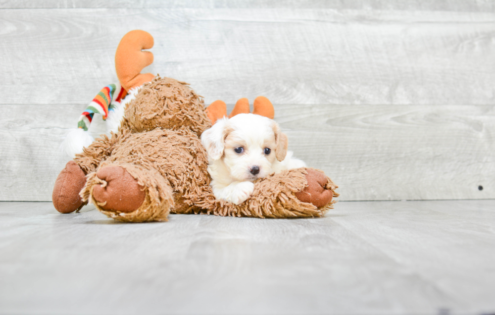 Best Cavachon Baby