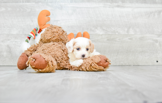 Best Cavachon Baby