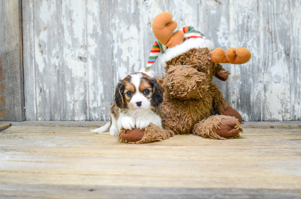 Popular Cavachon Designer Pup