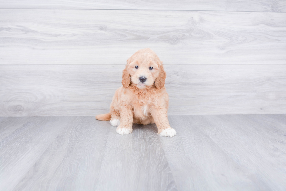 Mini Goldendoodle Puppy for Adoption