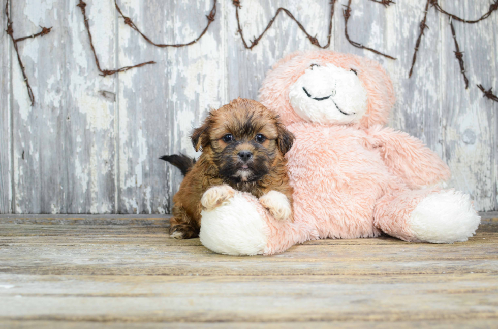 Teddy Bear Puppy for Adoption