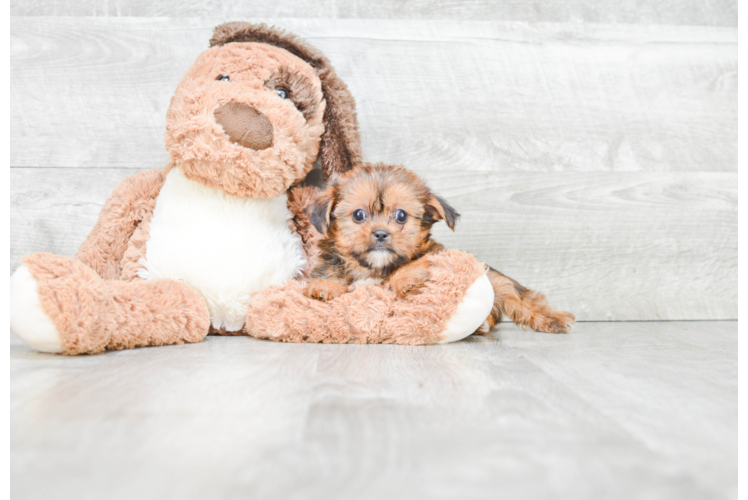 Playful Shorkie Designer Puppy