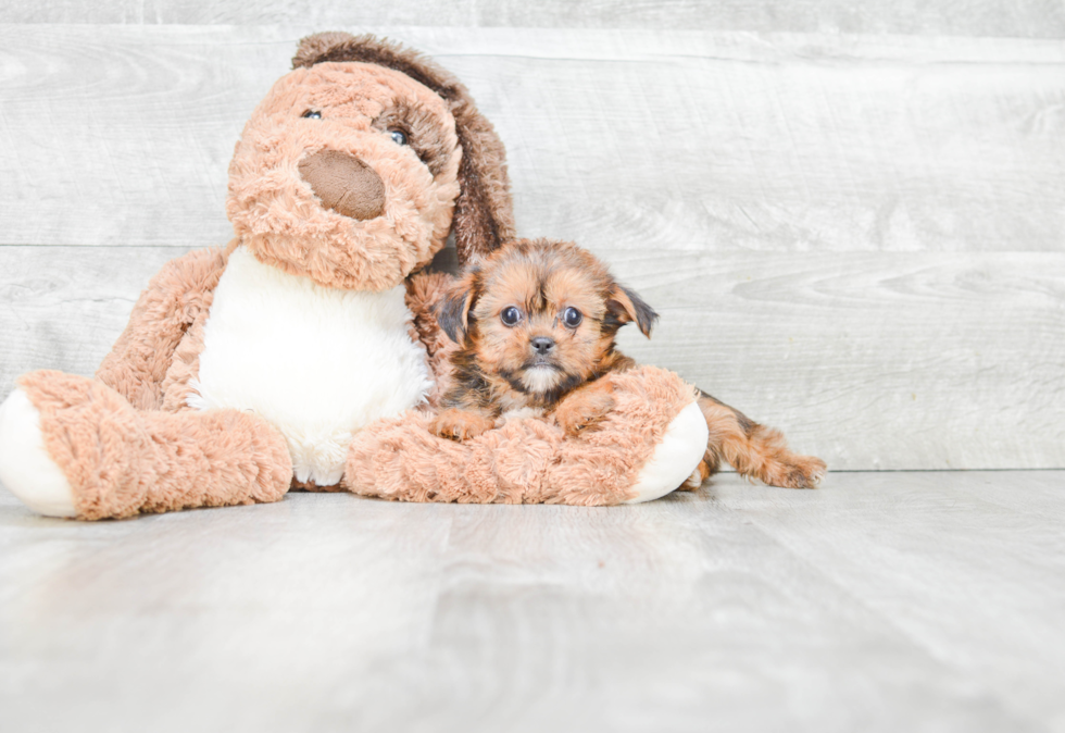 Playful Shorkie Designer Puppy