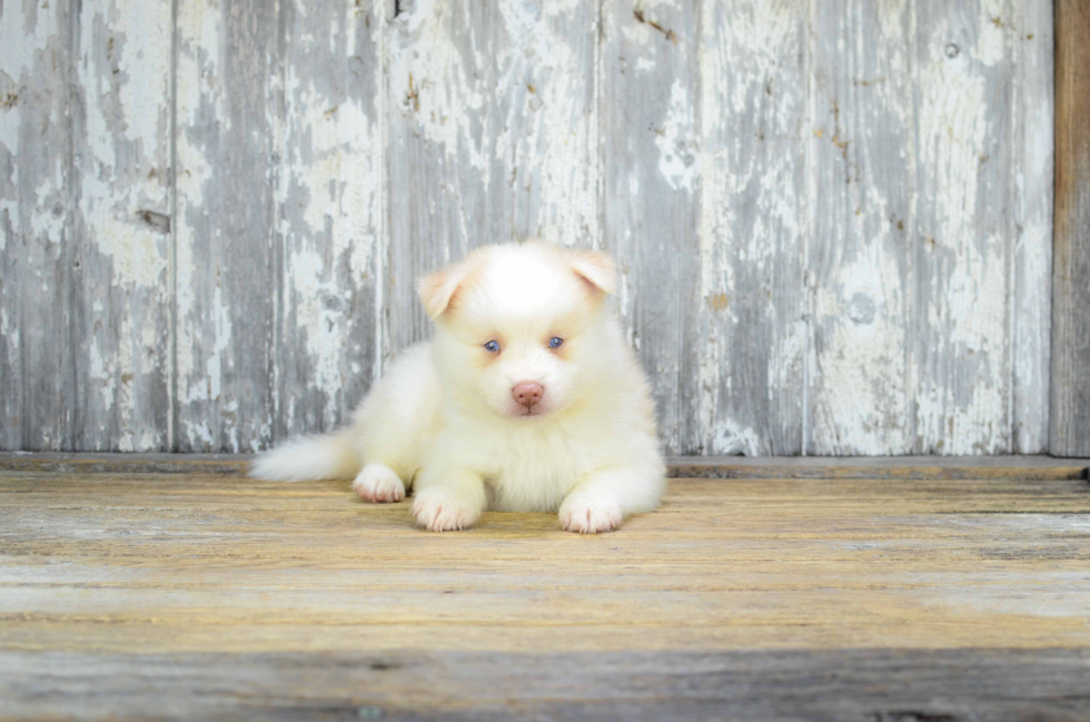 Pomsky Pup Being Cute