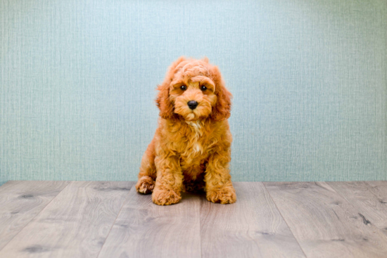 Cute Mini Goldendoodle Baby