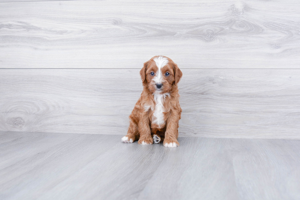 Popular Cavapoo Poodle Mix Pup