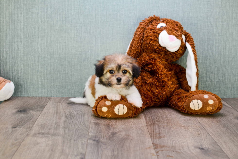 Energetic Havanese Purebred Puppy