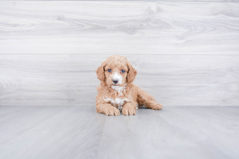 Cute Cockapoo Baby