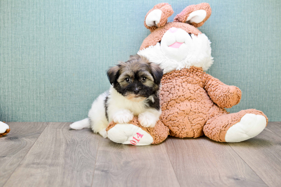 Funny Havanese Baby