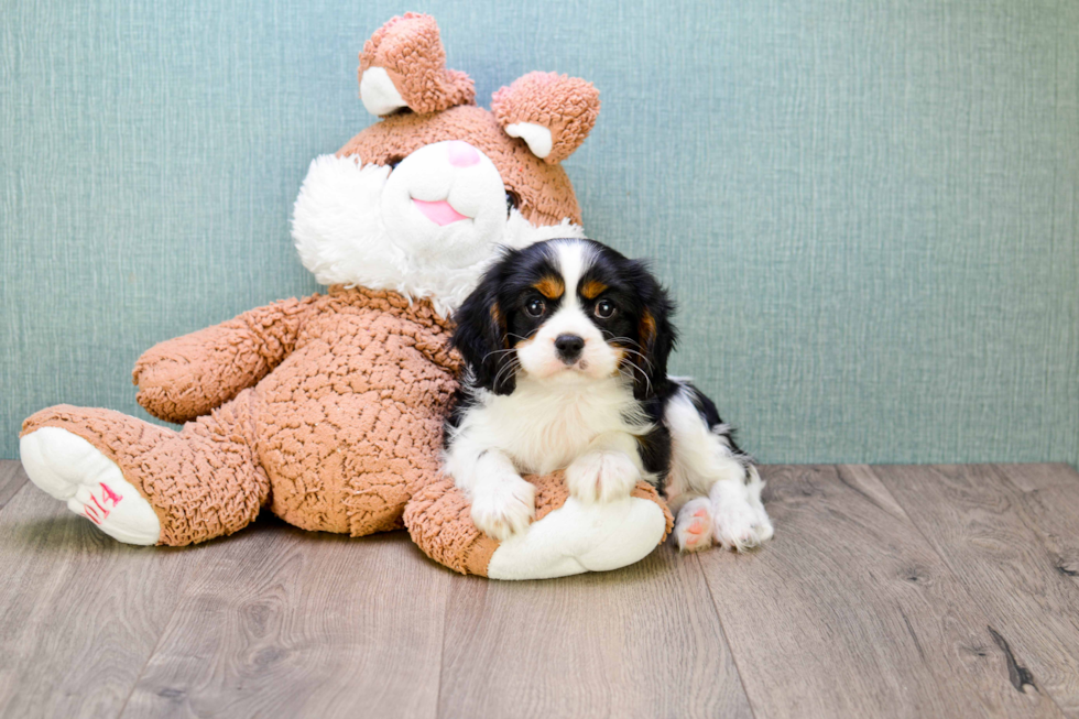 Hypoallergenic Cavalier King Charles Spaniel Purebred Pup