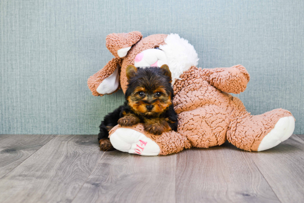 Meet Jeremy - our Yorkshire Terrier Puppy Photo 