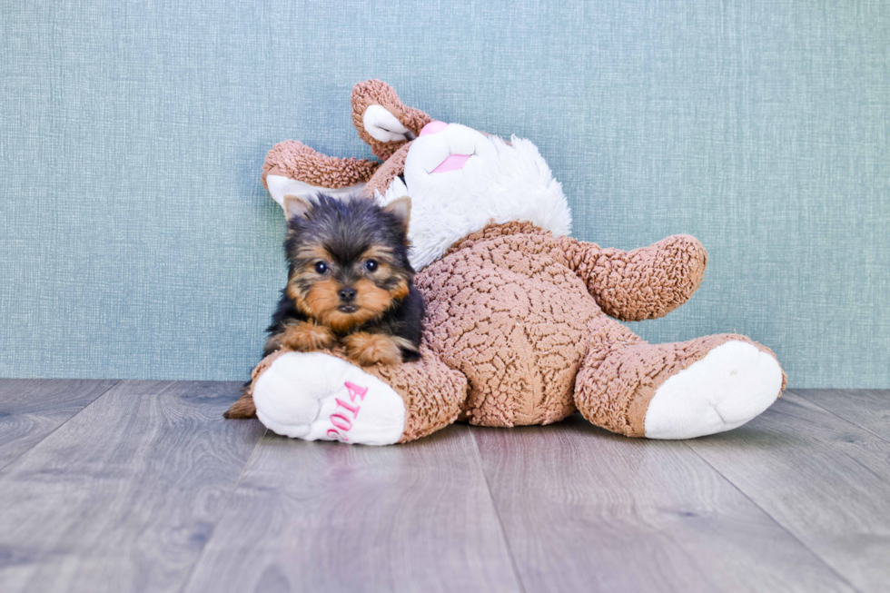 Meet Giselle - our Yorkshire Terrier Puppy Photo 