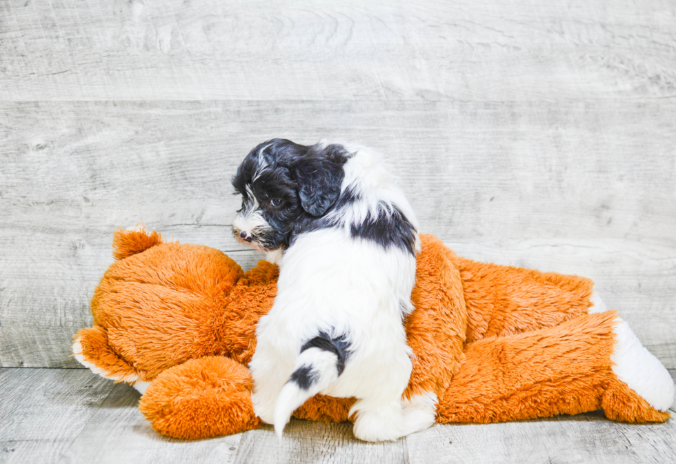 Mini Labradoodle Puppy for Adoption