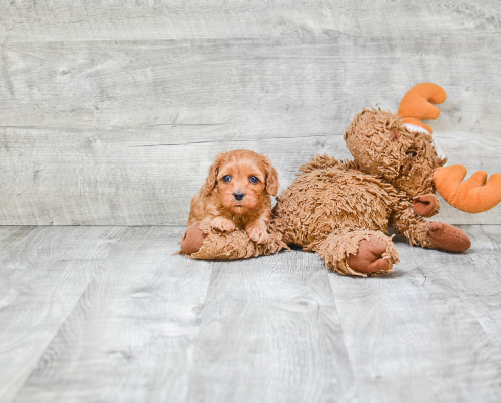 Playful Cavoodle Poodle Mix Puppy