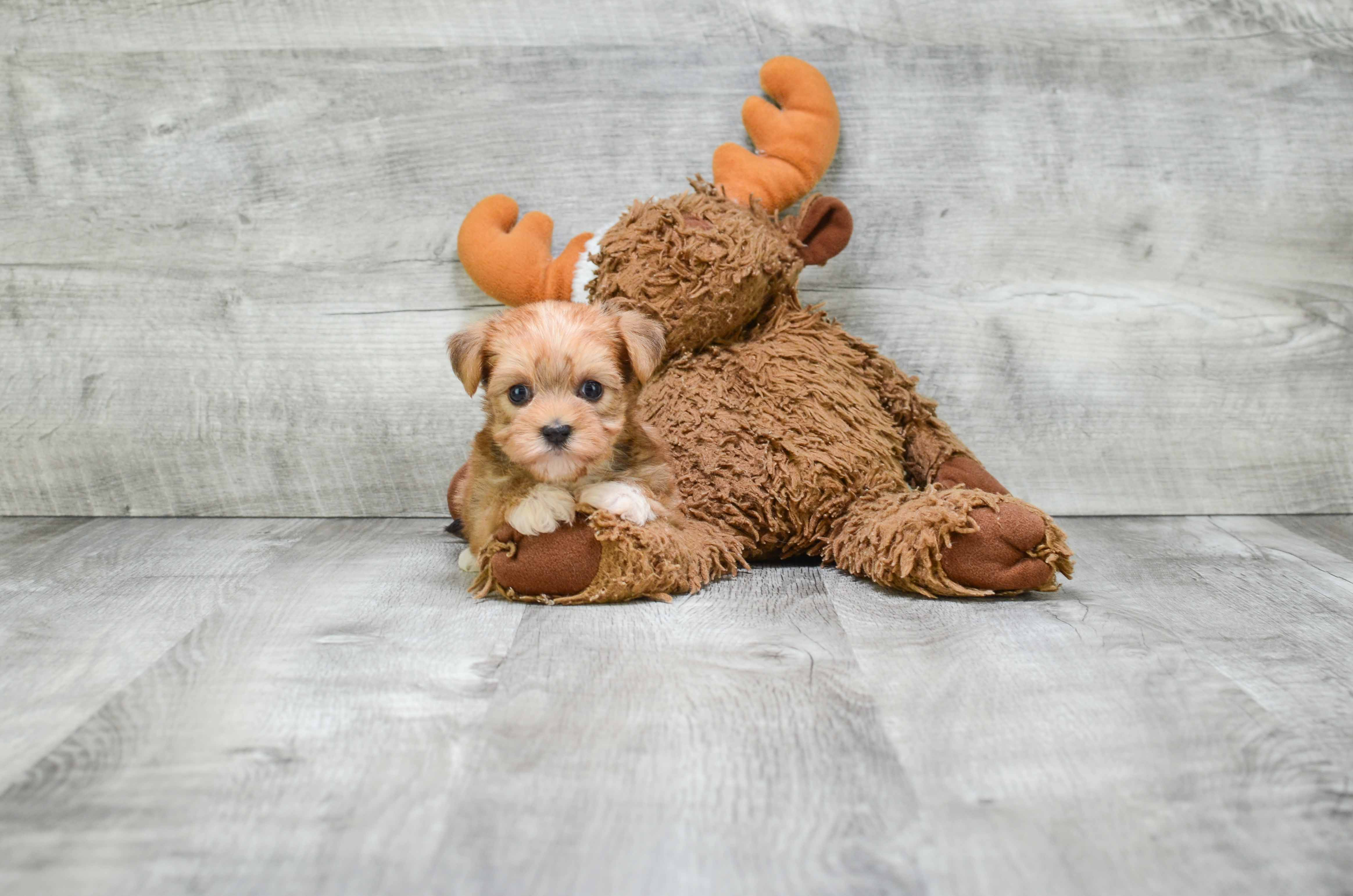 Happy Morkie Baby